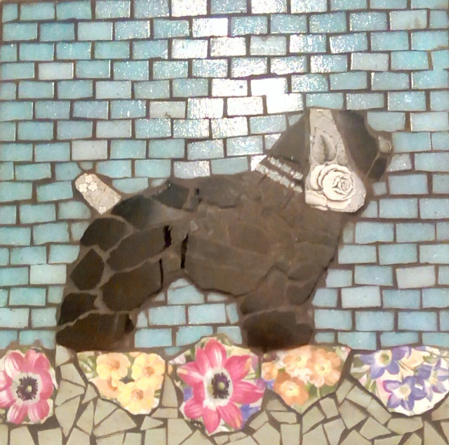 American Cocker Spaniel